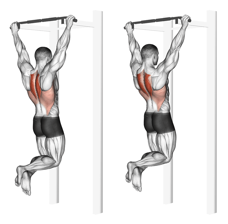 Les tractions pronation, l'exercice pour un dos musclé et fort