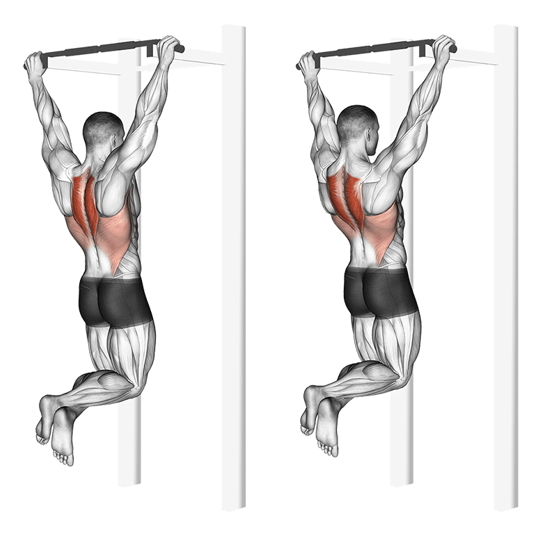 Les Tractions Pronation L exercice Pour Un Dos Muscl Et Fort Les Tractions Pronation L exercice Pour Un Dos Muscl Et Fort