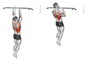 tractions supinations