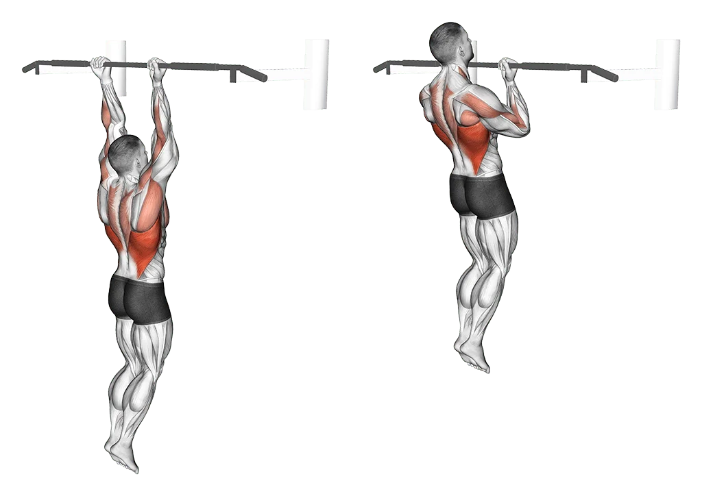 tractions supinations