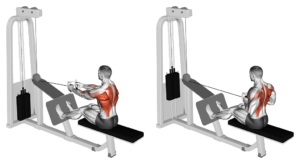 tirage horizontal assis ou rowing assis