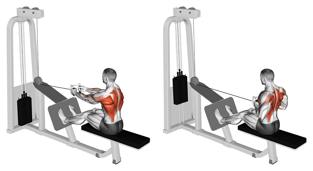 tirage horizontal assis ou rowing assis