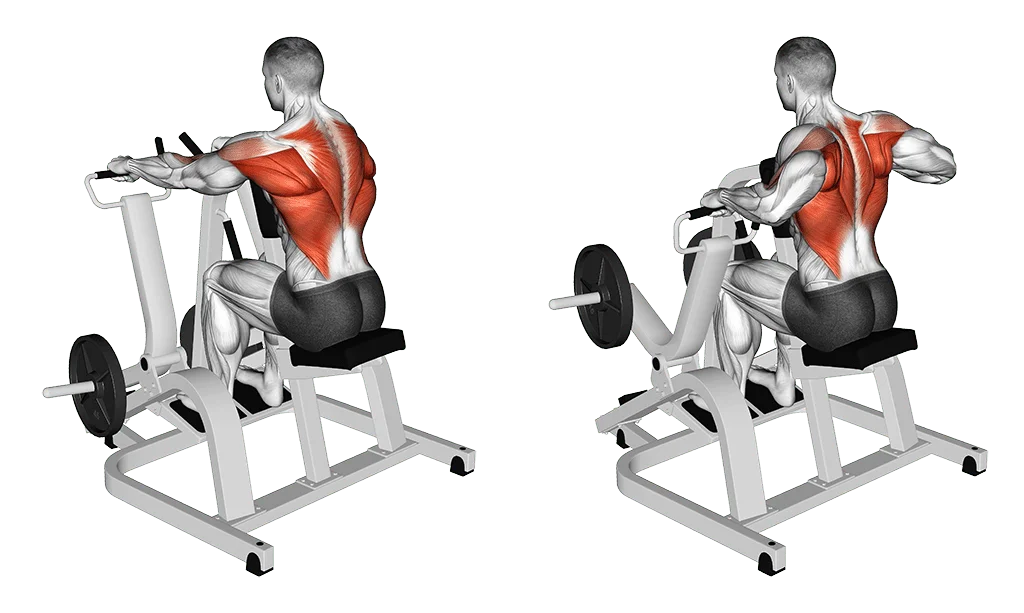 Rowing Machine : Un exercice efficace pour muscler le dos