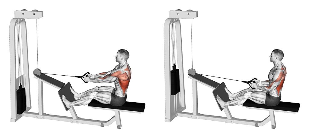 Rowing assis focus grands dorsaux