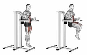 relevés de jambes à la chaise romaine