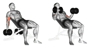 curl incliné aux haltères