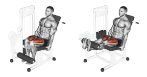 leg extension pour les quadriceps