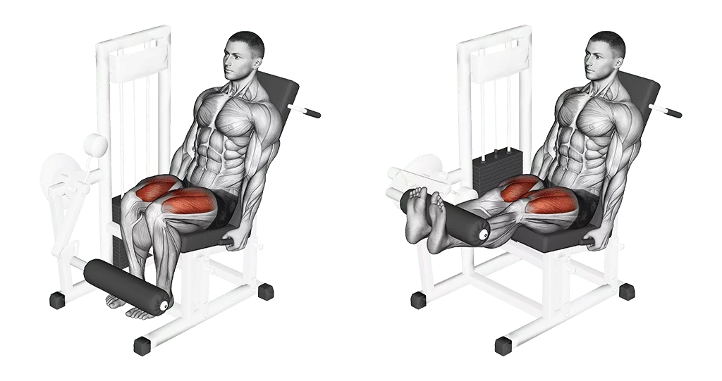 leg extension pour les quadriceps