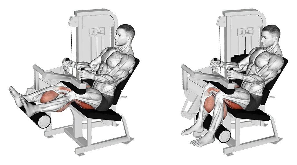 leg curl assis