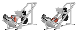 presse à cuisse inclinée ou leg press à 45°
