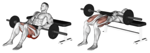 hip thrust à la barre sur un banc