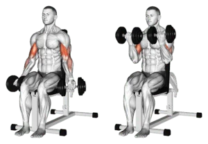 curl haltères assis