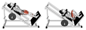 hack squat