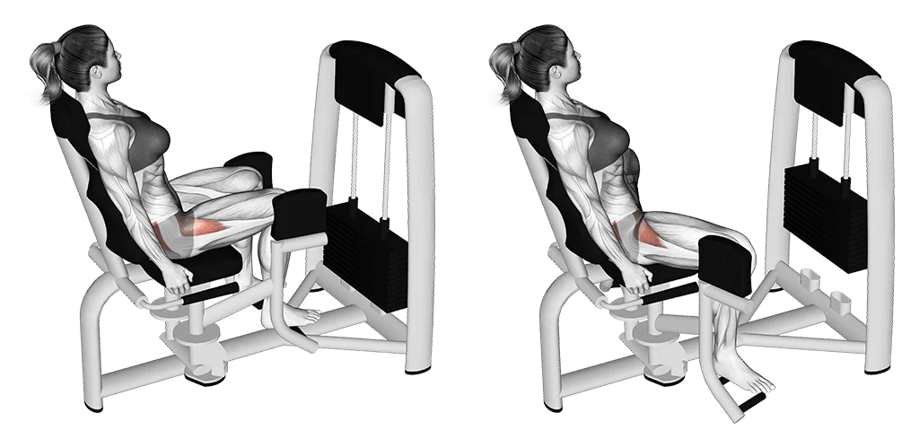 abducteurs assis à la machine