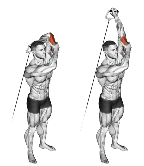 Corde De Tirage Pour Triceps/biceps – Lot De 2, Avec Mousquetons, Pour Machine à Câble Ou Home Gym