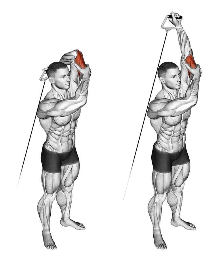 extension triceps à la poulie basse en unilatéral