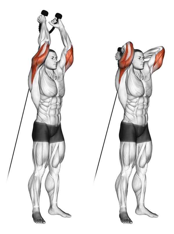 top-4-des-exercices-triceps-la-poulie-exercice-triceps