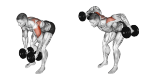 oiseau buste penché , exercice de musculation