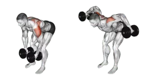 oiseau buste penché , exercice de musculation