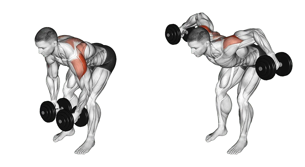 oiseau buste penché , exercice de musculation
