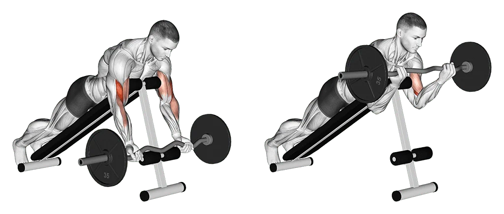 curl spider avec barre ez