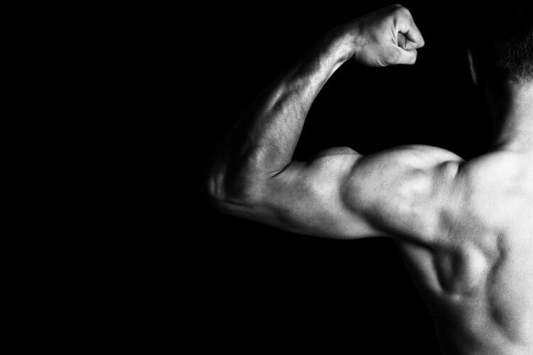 muscle biceps