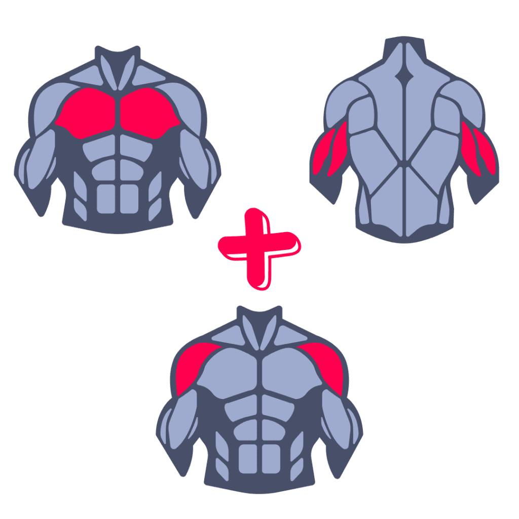 muscles ciblés par les dips